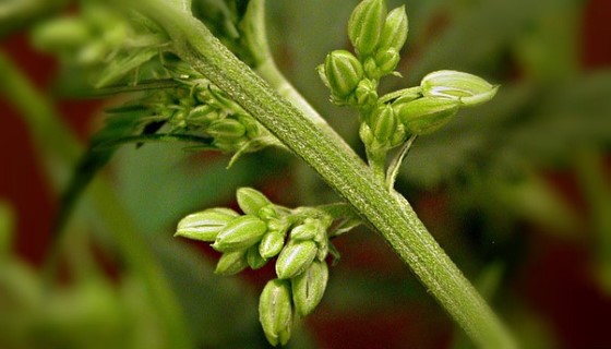 Samčí rostliny rozpoznáte podle typických květů ve tvaru malých kuliček; zdroj: quora.com